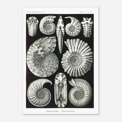 Planche paléontologique des Ammonites par Ernst Haeckel (42x59,4 cm (A2)). Planche scientifique représentant des ammonites, des fossiles de mollusques céphalopodes éteints, montrant leurs coquilles spiralées et leurs détails morphologiques.