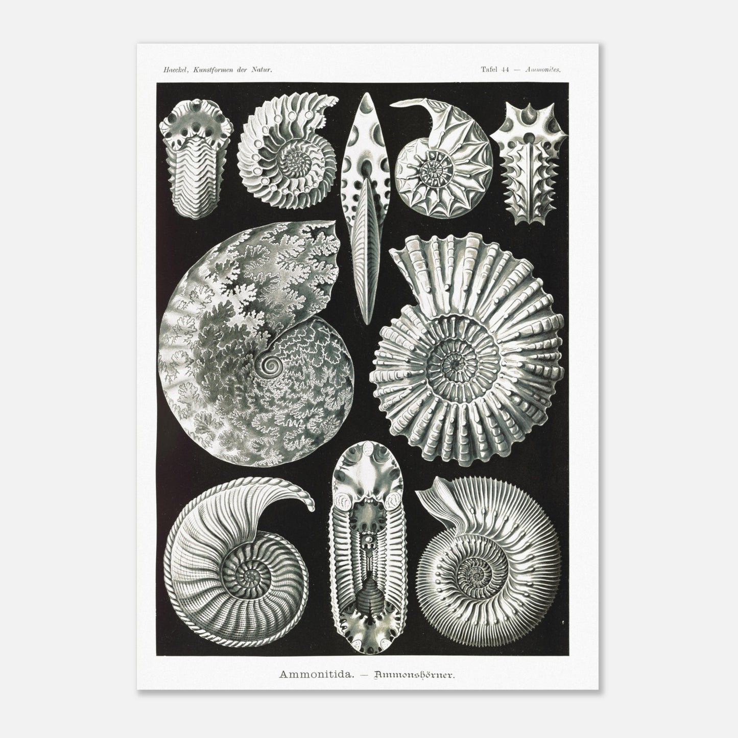 Planche paléontologique des Ammonites par Ernst Haeckel (50x70 cm). Planche scientifique représentant des ammonites, des fossiles de mollusques céphalopodes éteints, montrant leurs coquilles spiralées et leurs détails morphologiques.