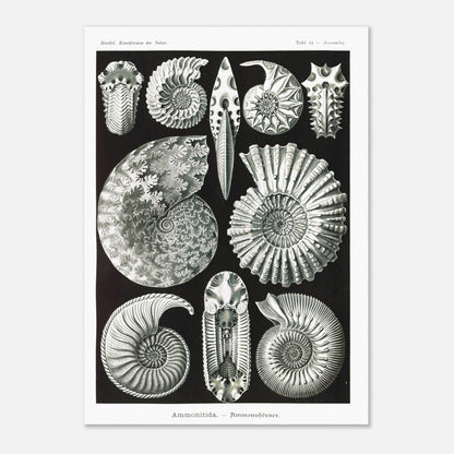 Planche paléontologique des Ammonites par Ernst Haeckel (50x70 cm). Planche scientifique représentant des ammonites, des fossiles de mollusques céphalopodes éteints, montrant leurs coquilles spiralées et leurs détails morphologiques.