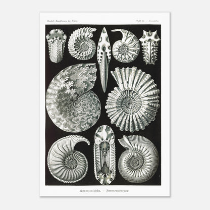 Planche paléontologique des Ammonites par Ernst Haeckel (59,4x84,1 cm (A1)). Planche scientifique représentant des ammonites, des fossiles de mollusques céphalopodes éteints, montrant leurs coquilles spiralées et leurs détails morphologiques.