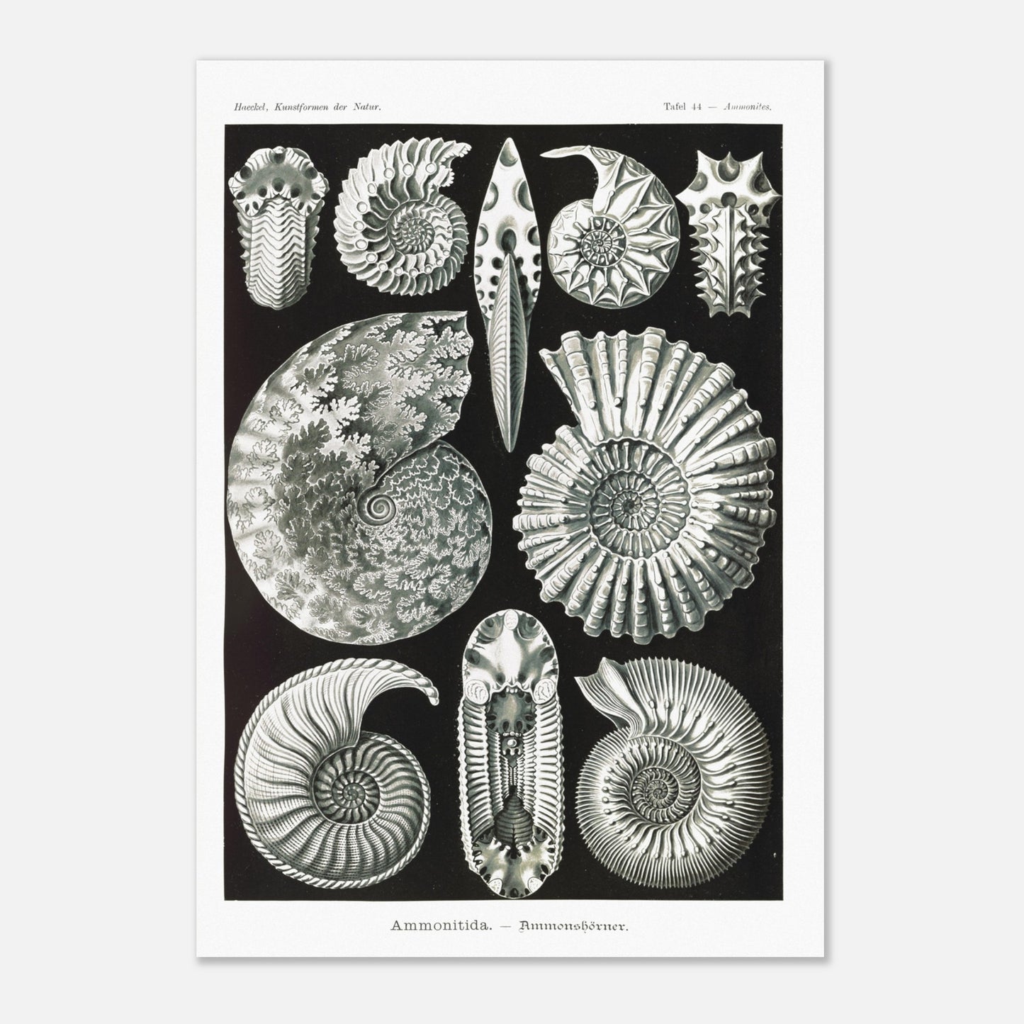 Planche paléontologique des Ammonites par Ernst Haeckel (70x100 cm). Planche scientifique représentant des ammonites, des fossiles de mollusques céphalopodes éteints, montrant leurs coquilles spiralées et leurs détails morphologiques.