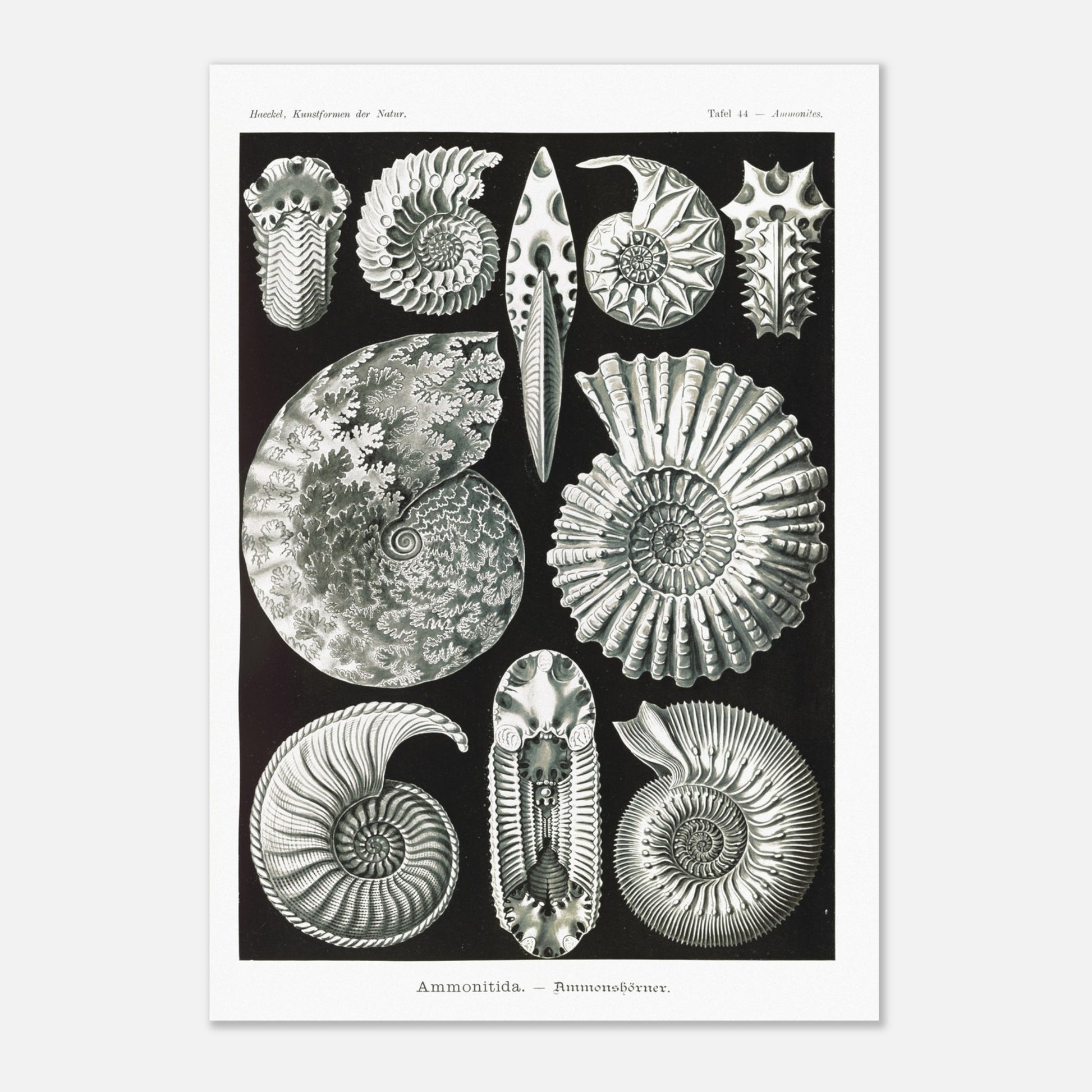 Planche paléontologique des Ammonites par Ernst Haeckel (70x100 cm). Planche scientifique représentant des ammonites, des fossiles de mollusques céphalopodes éteints, montrant leurs coquilles spiralées et leurs détails morphologiques.