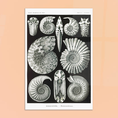 Planche paléontologique des Ammonites par Ernst Haeckel. Planche scientifique représentant des ammonites, des fossiles de mollusques céphalopodes éteints, montrant leurs coquilles spiralées et leurs détails morphologiques. Image d'illustration 8