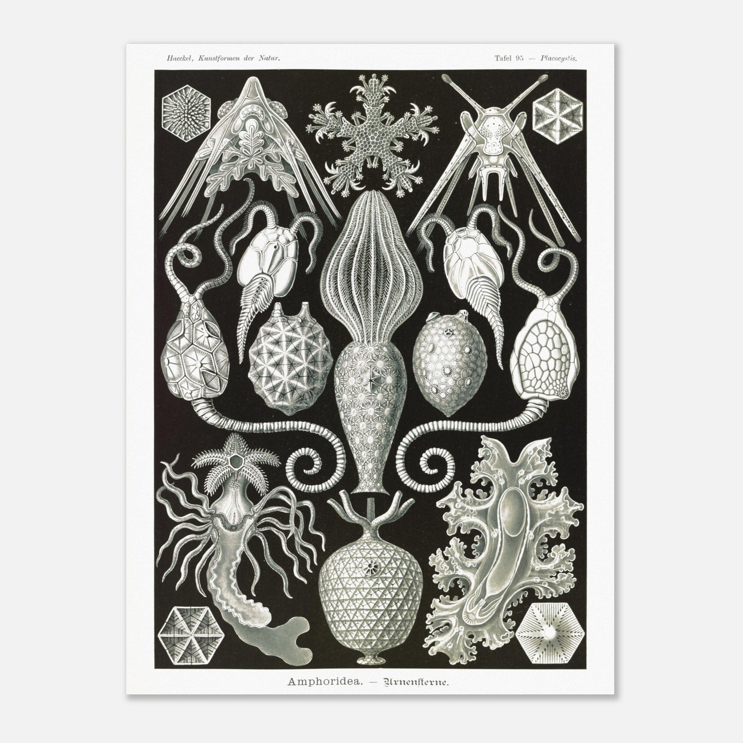 Illustration ancienne Amphoridea par Ernst Haeckel (30x40 cm). Illustration scientifique d'Ernst Haeckel montrant diverses structures de radiolaires polycitaires sur fond noir.