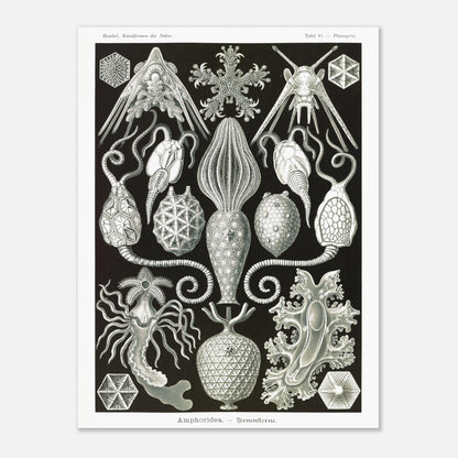 Illustration ancienne Amphoridea par Ernst Haeckel (30x40 cm). Illustration scientifique d'Ernst Haeckel montrant diverses structures de radiolaires polycitaires sur fond noir.