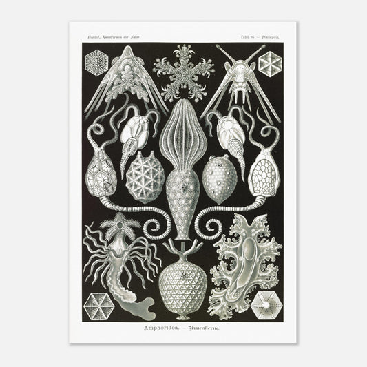 Illustration ancienne Amphoridea par Ernst Haeckel (42x59,4 cm (A2)). Illustration scientifique d'Ernst Haeckel montrant diverses structures de radiolaires polycitaires sur fond noir.