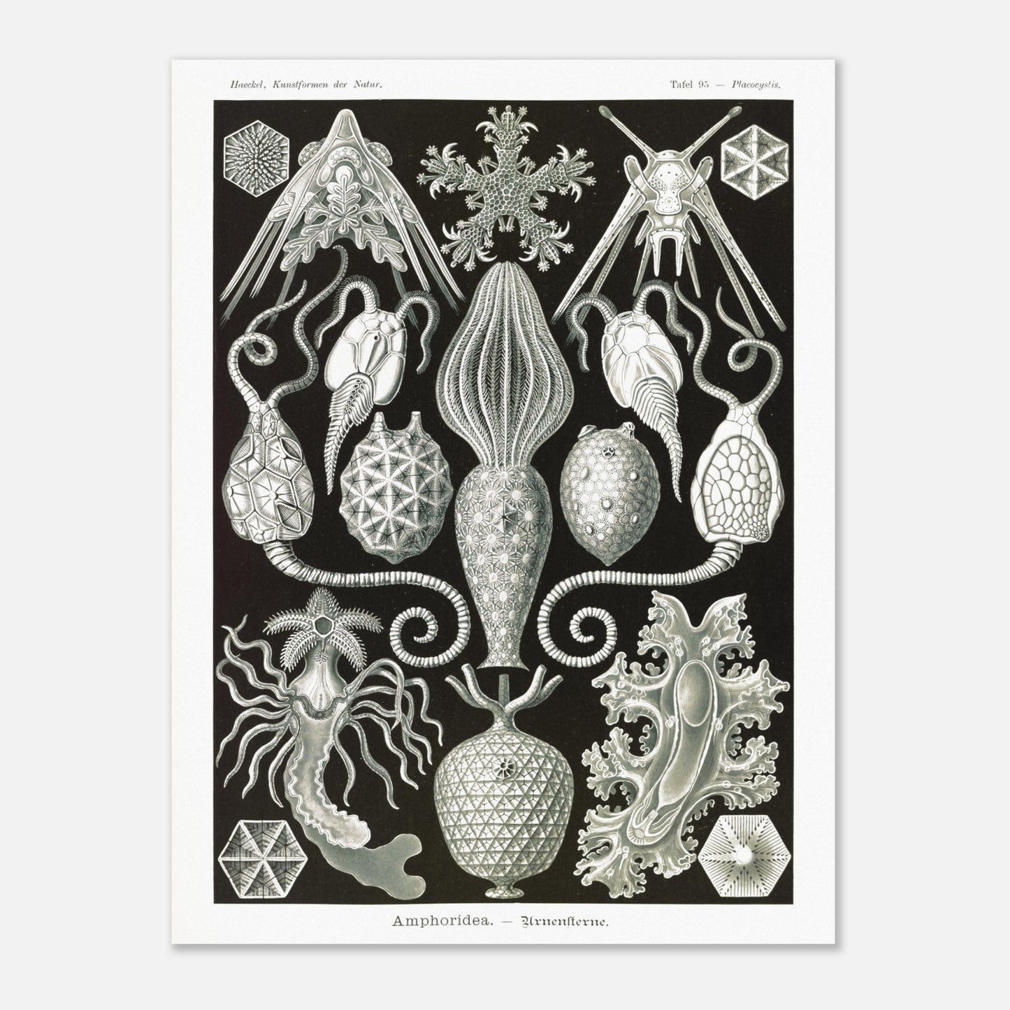 Illustration ancienne Amphoridea par Ernst Haeckel (60x80 cm). Illustration scientifique d'Ernst Haeckel montrant diverses structures de radiolaires polycitaires sur fond noir.