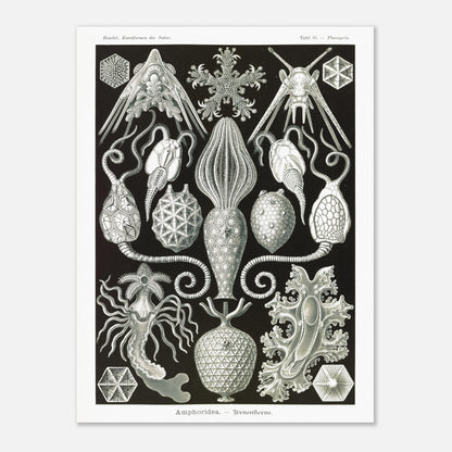 Illustration ancienne Amphoridea par Ernst Haeckel (60x80 cm). Illustration scientifique d'Ernst Haeckel montrant diverses structures de radiolaires polycitaires sur fond noir.