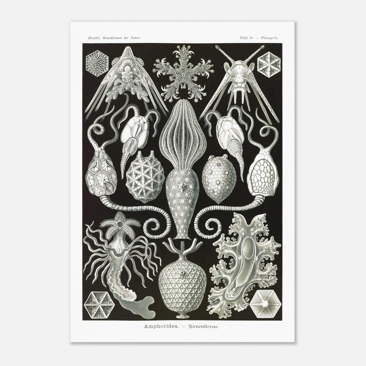 Illustration ancienne Amphoridea par Ernst Haeckel (70x100 cm). Illustration scientifique d'Ernst Haeckel montrant diverses structures de radiolaires polycitaires sur fond noir.