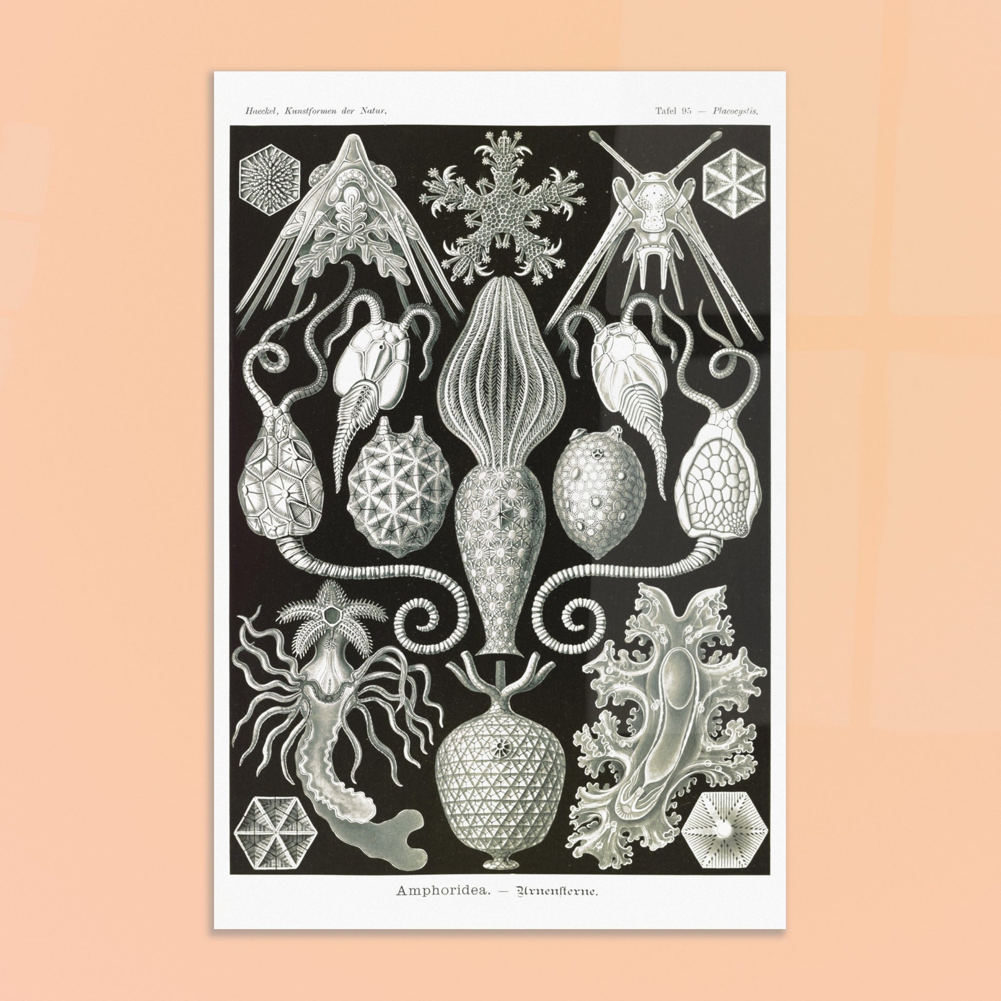 Illustration ancienne Amphoridea par Ernst Haeckel. Illustration scientifique d'Ernst Haeckel montrant diverses structures de radiolaires polycitaires sur fond noir. Image d'illustration 8