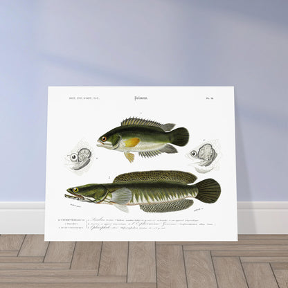 Anabas Tortue, Branchie et appareil labyrinthiforme de l’Osphromène Gourami, Ophicéphale strié - Illustration naturaliste du Dictionnaire Universel d'Histoire Naturelle de Charles d'Orbigny - image 52908896354637