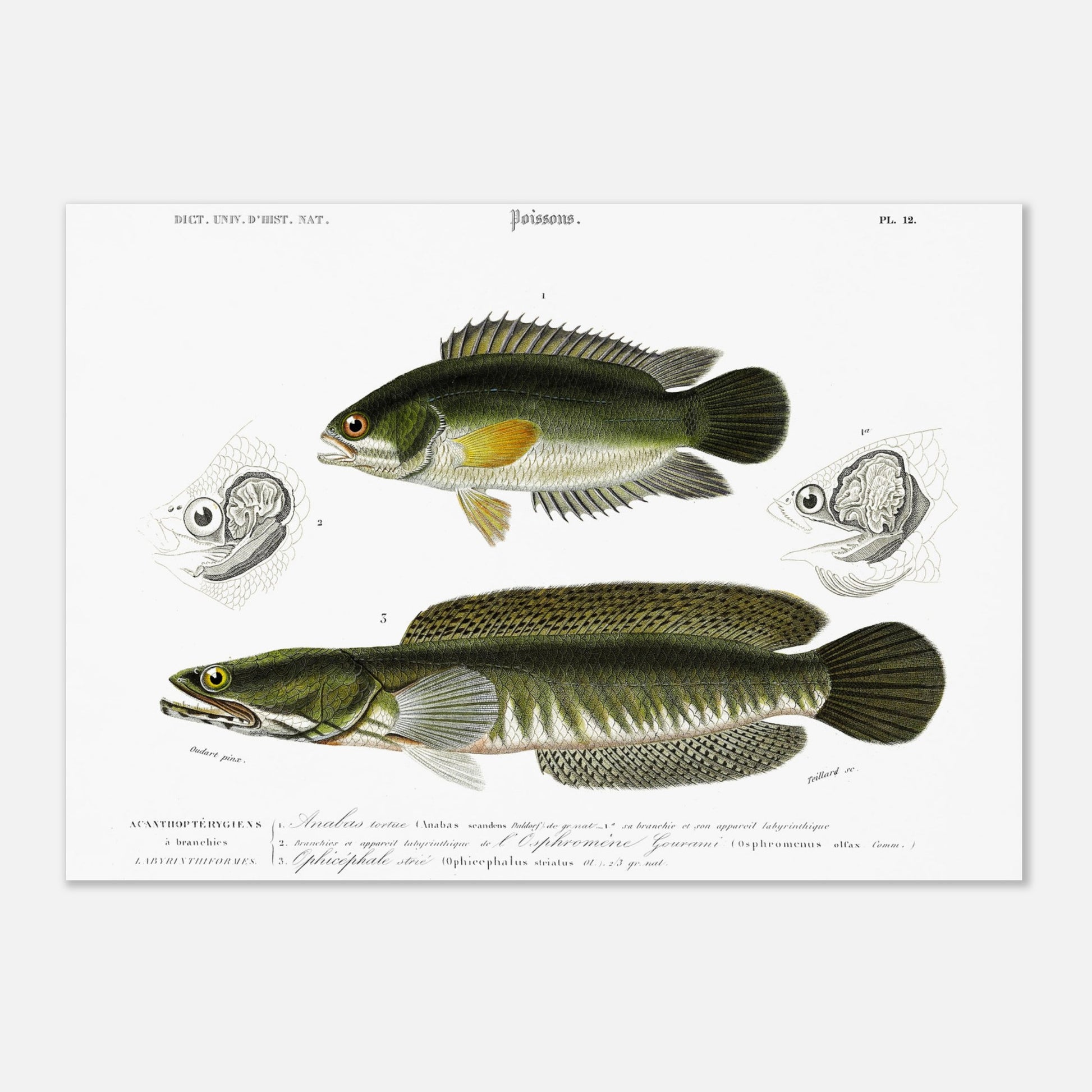 Anabas Tortue, Branchie et appareil labyrinthiforme de l’Osphromène Gourami, Ophicéphale strié - Illustration naturaliste du Dictionnaire Universel d'Histoire Naturelle de Charles d'Orbigny - Taille 29,7x42 cm (A3)