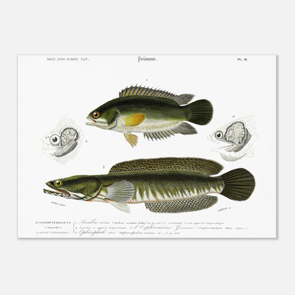 Anabas Tortue, Branchie et appareil labyrinthiforme de l’Osphromène Gourami, Ophicéphale strié - Illustration naturaliste du Dictionnaire Universel d'Histoire Naturelle de Charles d'Orbigny - Taille 29,7x42 cm (A3)