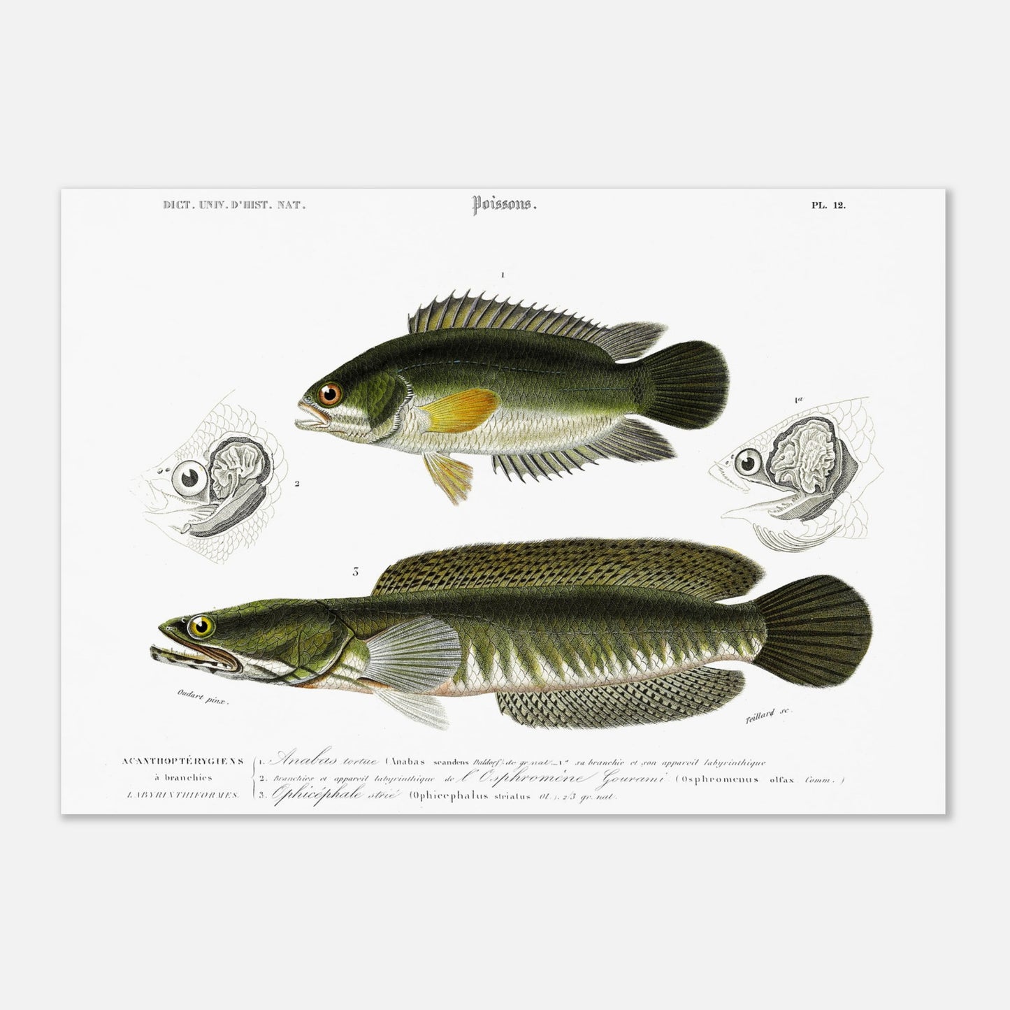 Anabas Tortue, Branchie et appareil labyrinthiforme de l’Osphromène Gourami, Ophicéphale strié - Illustration naturaliste du Dictionnaire Universel d'Histoire Naturelle de Charles d'Orbigny - Taille 42x59,4 cm (A2)
