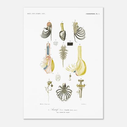 Anatife lisse - Illustration naturaliste du Dictionnaire Universel d'Histoire Naturelle de Charles d'Orbigny - Taille 50x70 cm