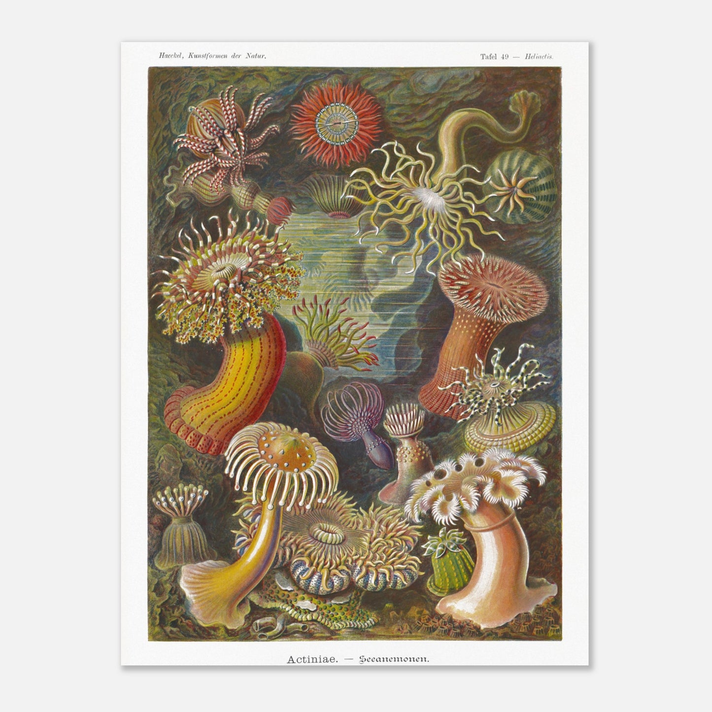 Planche zoologique des Anémones de mer par Ernst Haeckel (30x40 cm). Illustration scientifique d'Ernst Haeckel de diverses anémones de mer et créatures marines associées, présentées dans leur environnement sous-marin, avec une palette de couleurs vives.