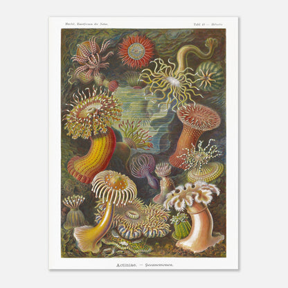 Planche zoologique des Anémones de mer par Ernst Haeckel (60x80 cm). Illustration scientifique d'Ernst Haeckel de diverses anémones de mer et créatures marines associées, présentées dans leur environnement sous-marin, avec une palette de couleurs vives.