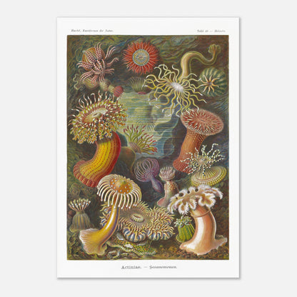 Planche zoologique des Anémones de mer par Ernst Haeckel (70x100 cm). Illustration scientifique d'Ernst Haeckel de diverses anémones de mer et créatures marines associées, présentées dans leur environnement sous-marin, avec une palette de couleurs vives.