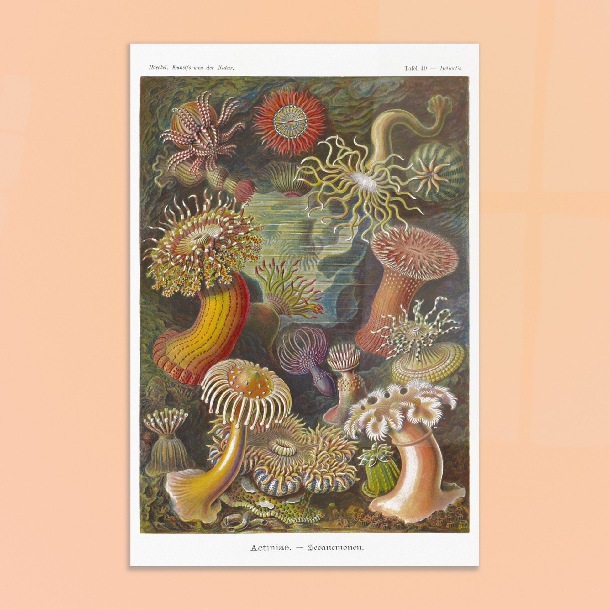 Planche zoologique des Anémones de mer par Ernst Haeckel. Illustration scientifique d'Ernst Haeckel de diverses anémones de mer et créatures marines associées, présentées dans leur environnement sous-marin, avec une palette de couleurs vives. Image d'illustration 8