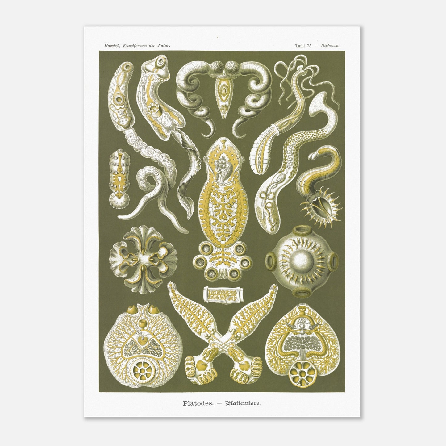 Illustration naturaliste Animaux plats par Ernst Haeckel (29,7x42 cm (A3)). Planche naturaliste d'Ernst Haeckel représentant des organismes marins complexes aux formes géométriques.