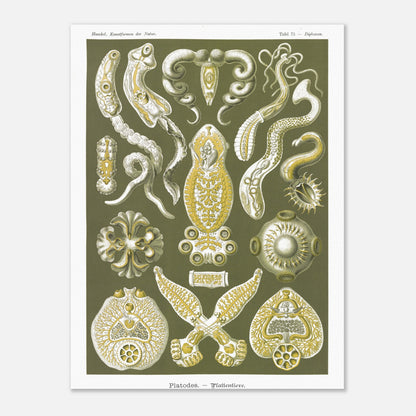 Illustration naturaliste Animaux plats par Ernst Haeckel (30x40 cm). Planche naturaliste d'Ernst Haeckel représentant des organismes marins complexes aux formes géométriques.