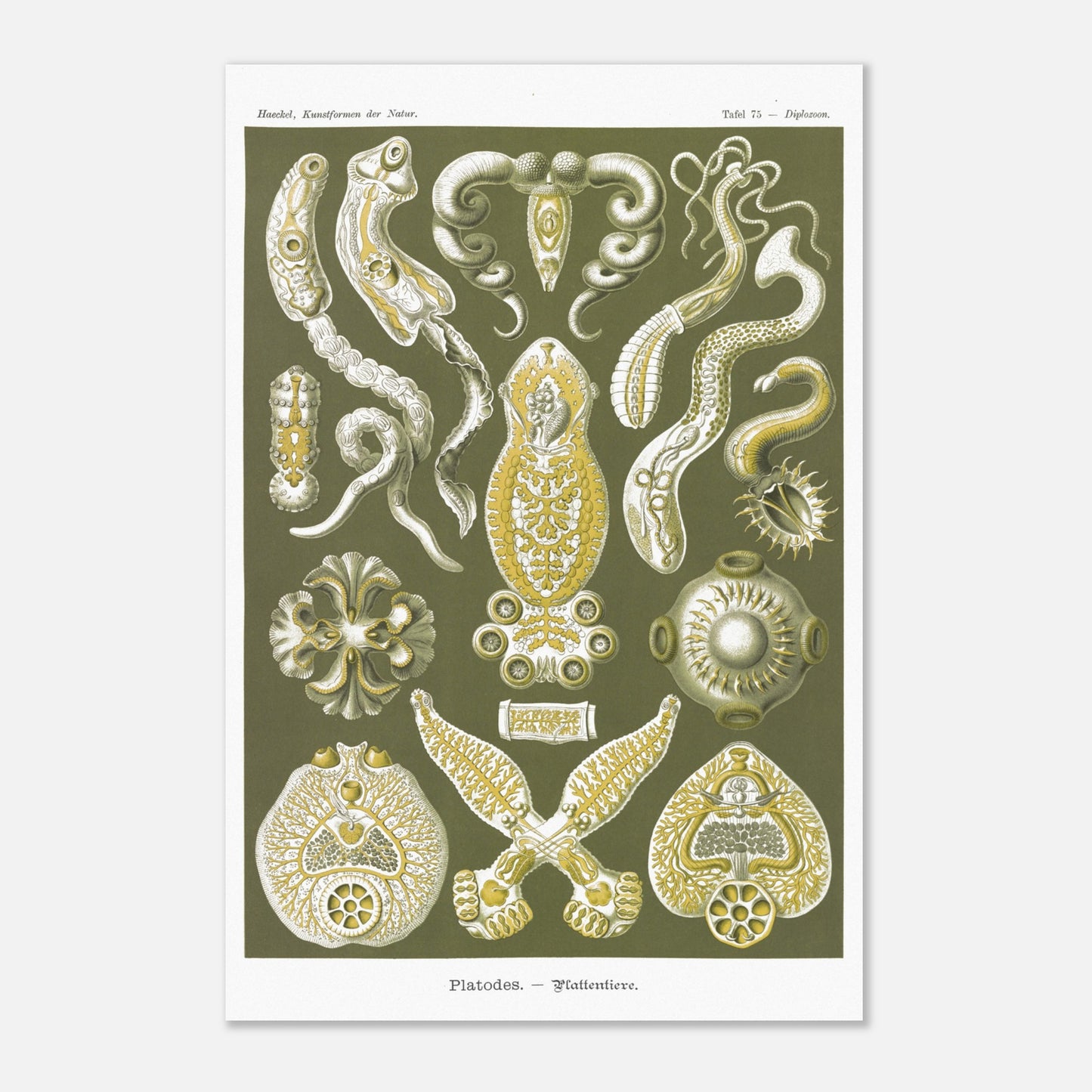 Illustration naturaliste Animaux plats par Ernst Haeckel (40x60 cm). Planche naturaliste d'Ernst Haeckel représentant des organismes marins complexes aux formes géométriques.