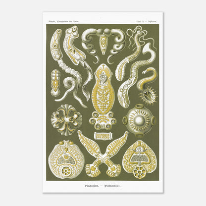 Illustration naturaliste Animaux plats par Ernst Haeckel (40x60 cm). Planche naturaliste d'Ernst Haeckel représentant des organismes marins complexes aux formes géométriques.
