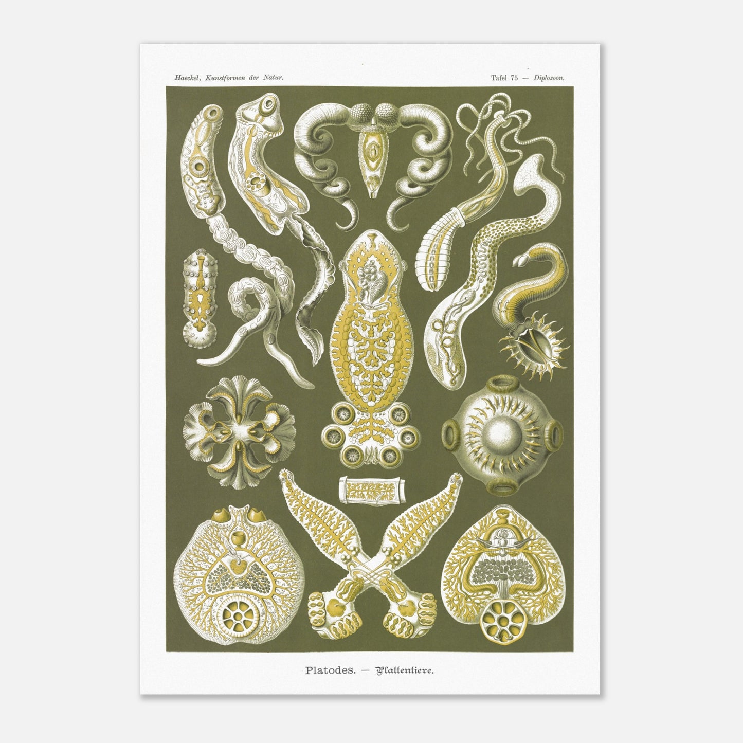 Illustration naturaliste Animaux plats par Ernst Haeckel (42x59,4 cm (A2)). Planche naturaliste d'Ernst Haeckel représentant des organismes marins complexes aux formes géométriques.