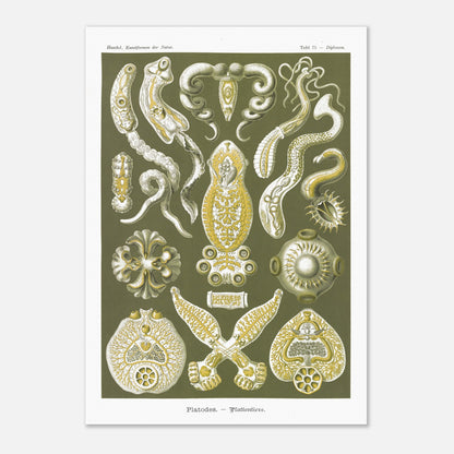 Illustration naturaliste Animaux plats par Ernst Haeckel (42x59,4 cm (A2)). Planche naturaliste d'Ernst Haeckel représentant des organismes marins complexes aux formes géométriques.