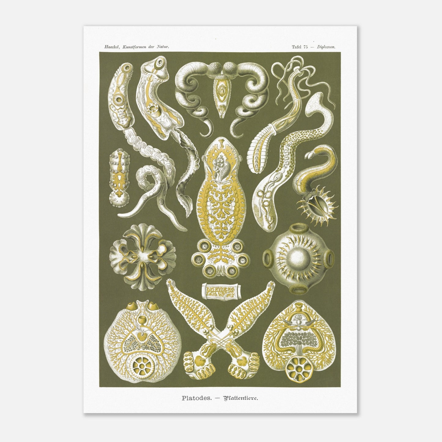 Illustration naturaliste Animaux plats par Ernst Haeckel (59,4x84,1 cm (A1)). Planche naturaliste d'Ernst Haeckel représentant des organismes marins complexes aux formes géométriques.