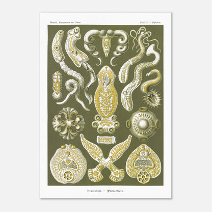 Illustration naturaliste Animaux plats par Ernst Haeckel (59,4x84,1 cm (A1)). Planche naturaliste d'Ernst Haeckel représentant des organismes marins complexes aux formes géométriques.