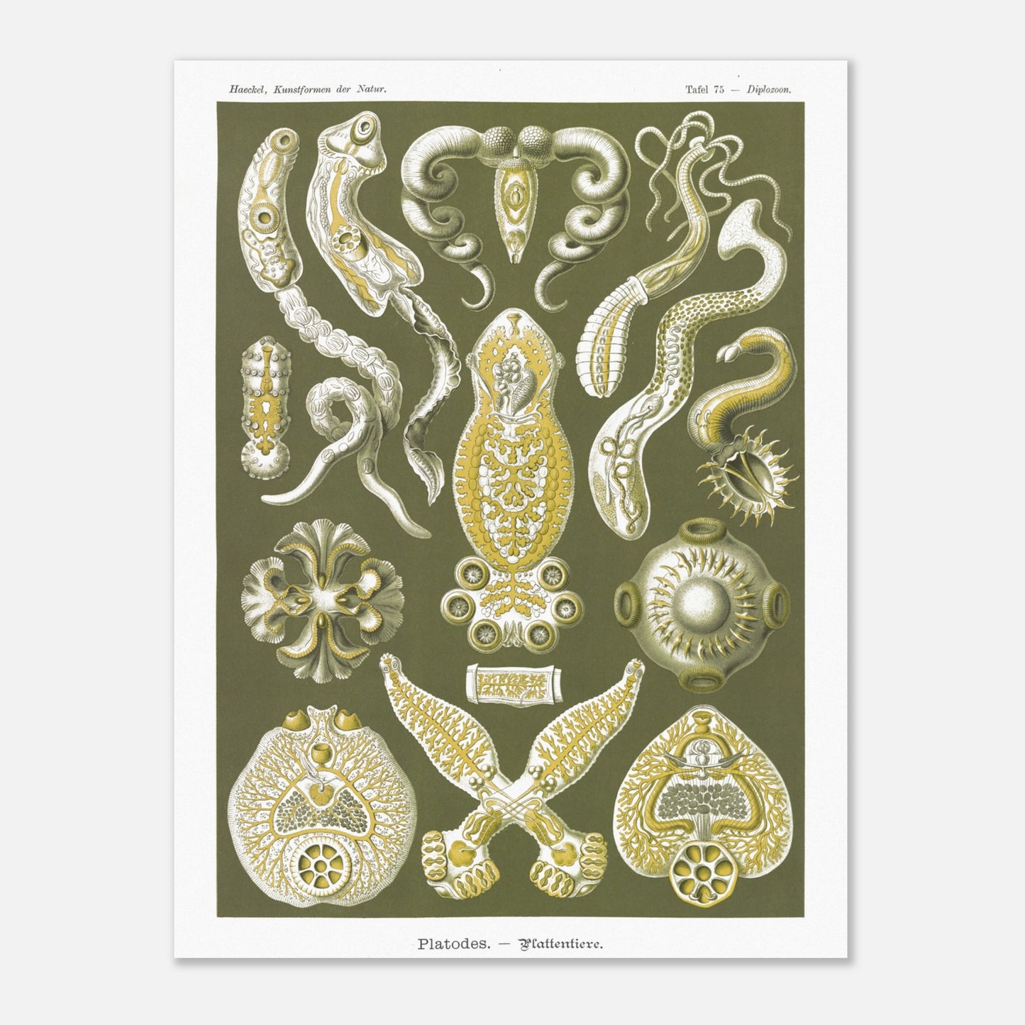Illustration naturaliste Animaux plats par Ernst Haeckel (60x80 cm). Planche naturaliste d'Ernst Haeckel représentant des organismes marins complexes aux formes géométriques.