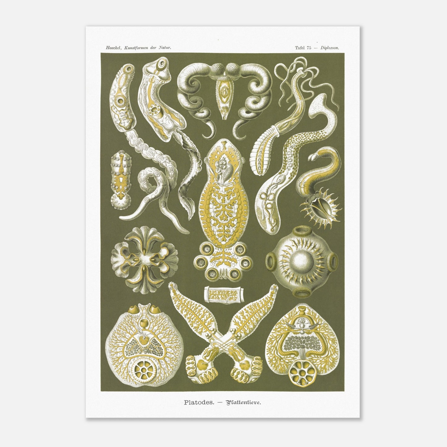 Illustration naturaliste Animaux plats par Ernst Haeckel (70x100 cm). Planche naturaliste d'Ernst Haeckel représentant des organismes marins complexes aux formes géométriques.