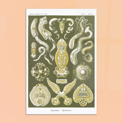 Illustration naturaliste Animaux plats par Ernst Haeckel. Planche naturaliste d'Ernst Haeckel représentant des organismes marins complexes aux formes géométriques. Image d'illustration 8