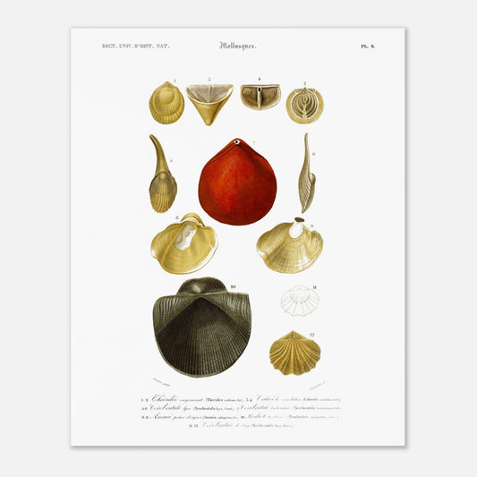 Anomie pelure d’oignon, Producte treillissé, Térébratule Lyre, Térébratule lenticulaire, Térébratule de Say, Thécidée rayonnante, Calcéole sandaline - Illustration naturaliste du Dictionnaire Universe - Taille 40x50 cm
