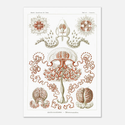 Planche naturaliste Anthomedusae par Ernst Haeckel (29,7x42 cm (A3)). Planche d'illustrations naturalistes par Ernst Haeckel, montrant diverses formes de méduses florales, avec des détails anatomiques précis sur fond blanc.