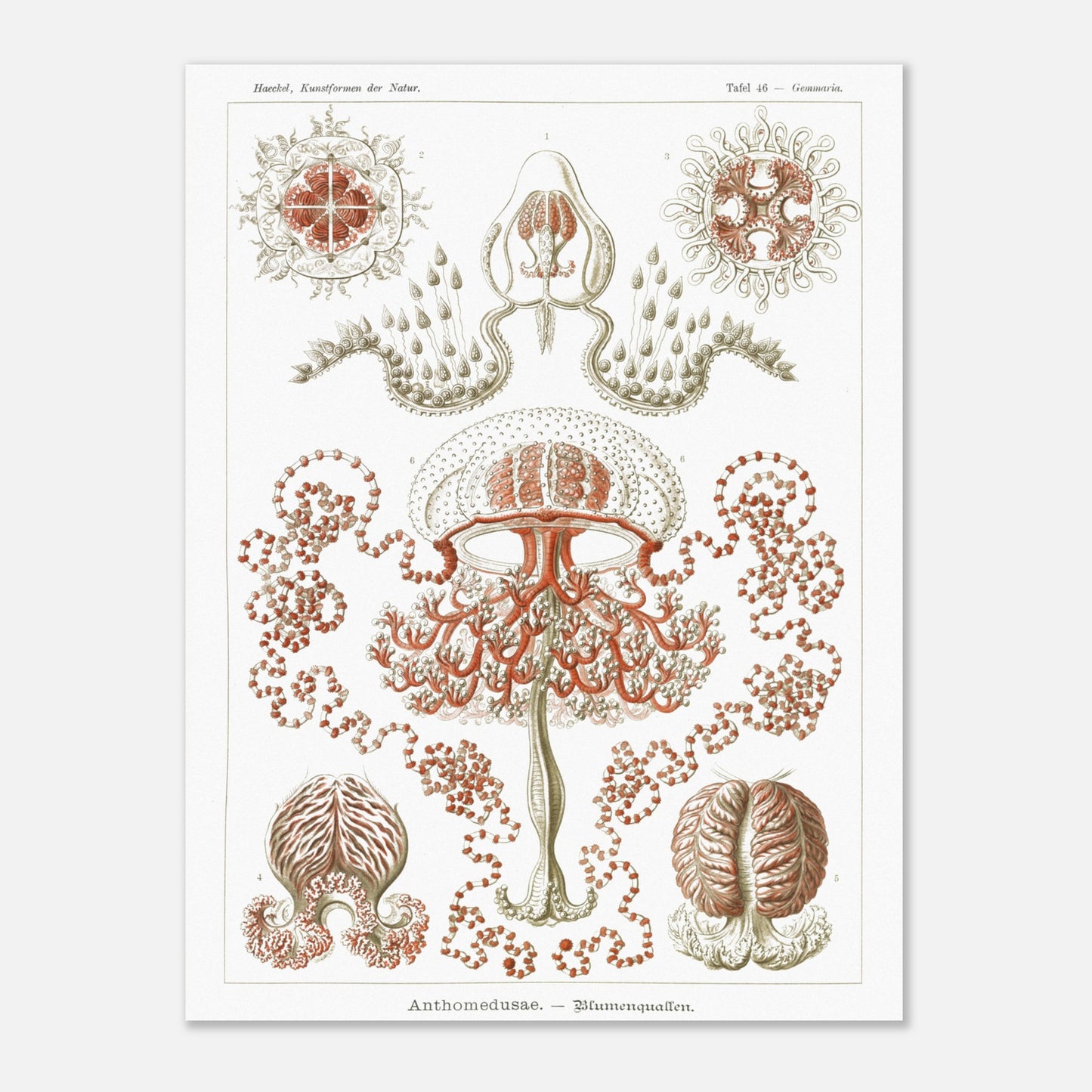 Planche naturaliste Anthomedusae par Ernst Haeckel (30x40 cm). Planche d'illustrations naturalistes par Ernst Haeckel, montrant diverses formes de méduses florales, avec des détails anatomiques précis sur fond blanc.