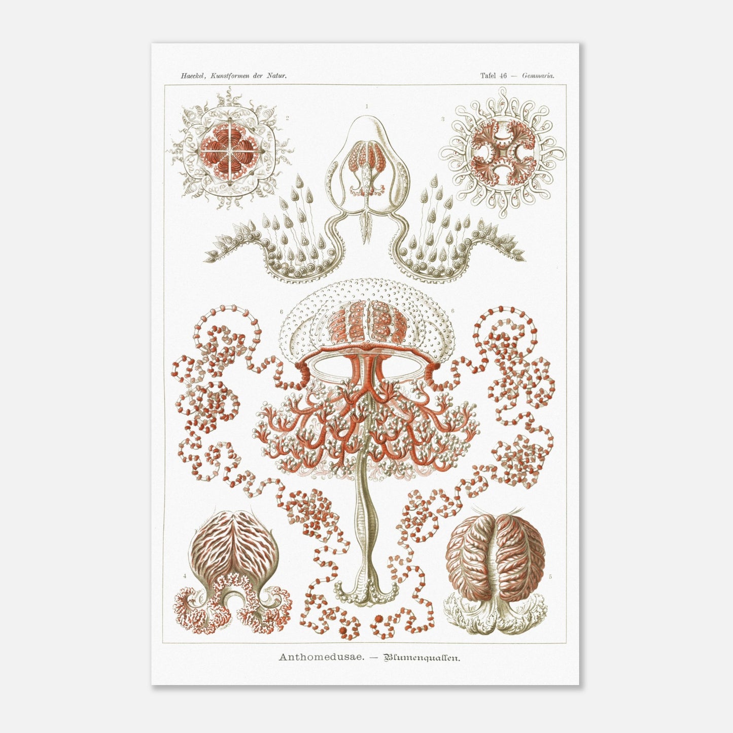 Planche naturaliste Anthomedusae par Ernst Haeckel (40x60 cm). Planche d'illustrations naturalistes par Ernst Haeckel, montrant diverses formes de méduses florales, avec des détails anatomiques précis sur fond blanc.