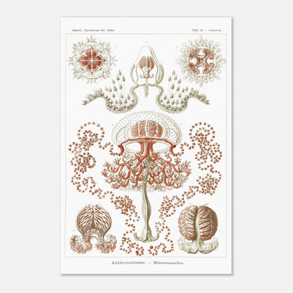 Planche naturaliste Anthomedusae par Ernst Haeckel (40x60 cm). Planche d'illustrations naturalistes par Ernst Haeckel, montrant diverses formes de méduses florales, avec des détails anatomiques précis sur fond blanc.