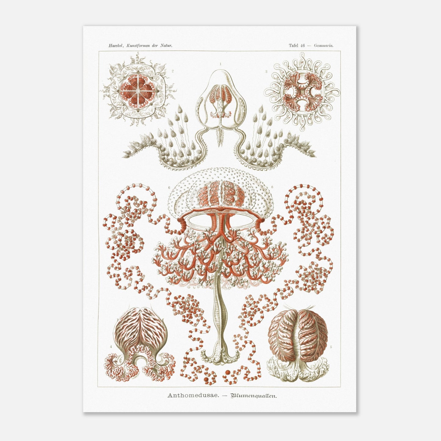 Planche naturaliste Anthomedusae par Ernst Haeckel (42x59,4 cm (A2)). Planche d'illustrations naturalistes par Ernst Haeckel, montrant diverses formes de méduses florales, avec des détails anatomiques précis sur fond blanc.