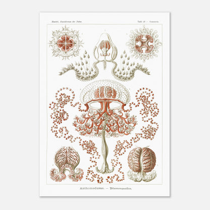 Planche naturaliste Anthomedusae par Ernst Haeckel (42x59,4 cm (A2)). Planche d'illustrations naturalistes par Ernst Haeckel, montrant diverses formes de méduses florales, avec des détails anatomiques précis sur fond blanc.