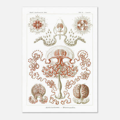 Planche naturaliste Anthomedusae par Ernst Haeckel (50x70 cm). Planche d'illustrations naturalistes par Ernst Haeckel, montrant diverses formes de méduses florales, avec des détails anatomiques précis sur fond blanc.