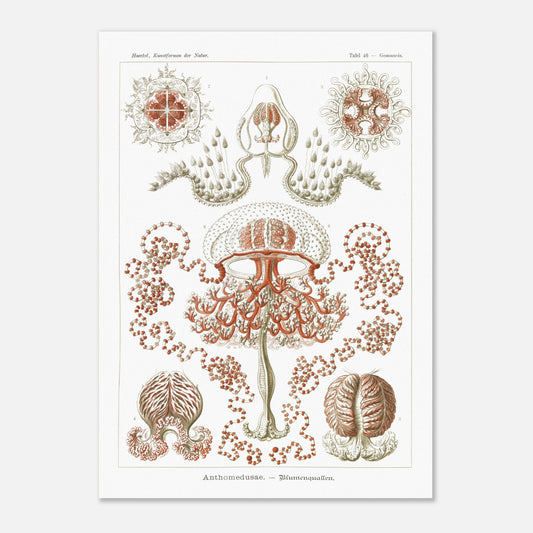Planche naturaliste Anthomedusae par Ernst Haeckel (50x70 cm). Planche d'illustrations naturalistes par Ernst Haeckel, montrant diverses formes de méduses florales, avec des détails anatomiques précis sur fond blanc.