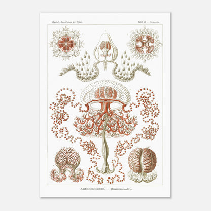 Planche naturaliste Anthomedusae par Ernst Haeckel (59,4x84,1 cm (A1)). Planche d'illustrations naturalistes par Ernst Haeckel, montrant diverses formes de méduses florales, avec des détails anatomiques précis sur fond blanc.