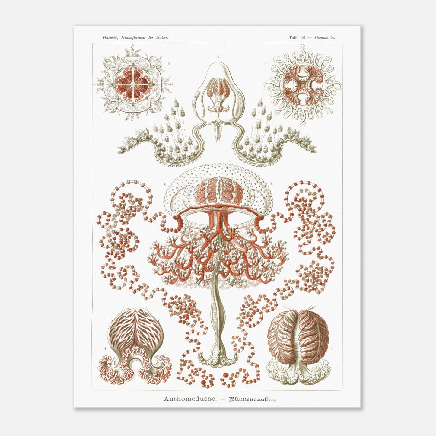Planche naturaliste Anthomedusae par Ernst Haeckel (60x80 cm). Planche d'illustrations naturalistes par Ernst Haeckel, montrant diverses formes de méduses florales, avec des détails anatomiques précis sur fond blanc.