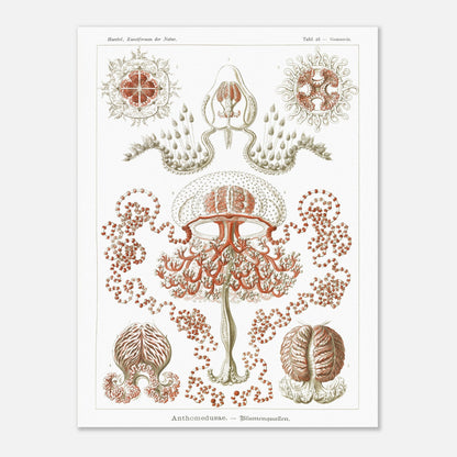Planche naturaliste Anthomedusae par Ernst Haeckel (60x80 cm). Planche d'illustrations naturalistes par Ernst Haeckel, montrant diverses formes de méduses florales, avec des détails anatomiques précis sur fond blanc.