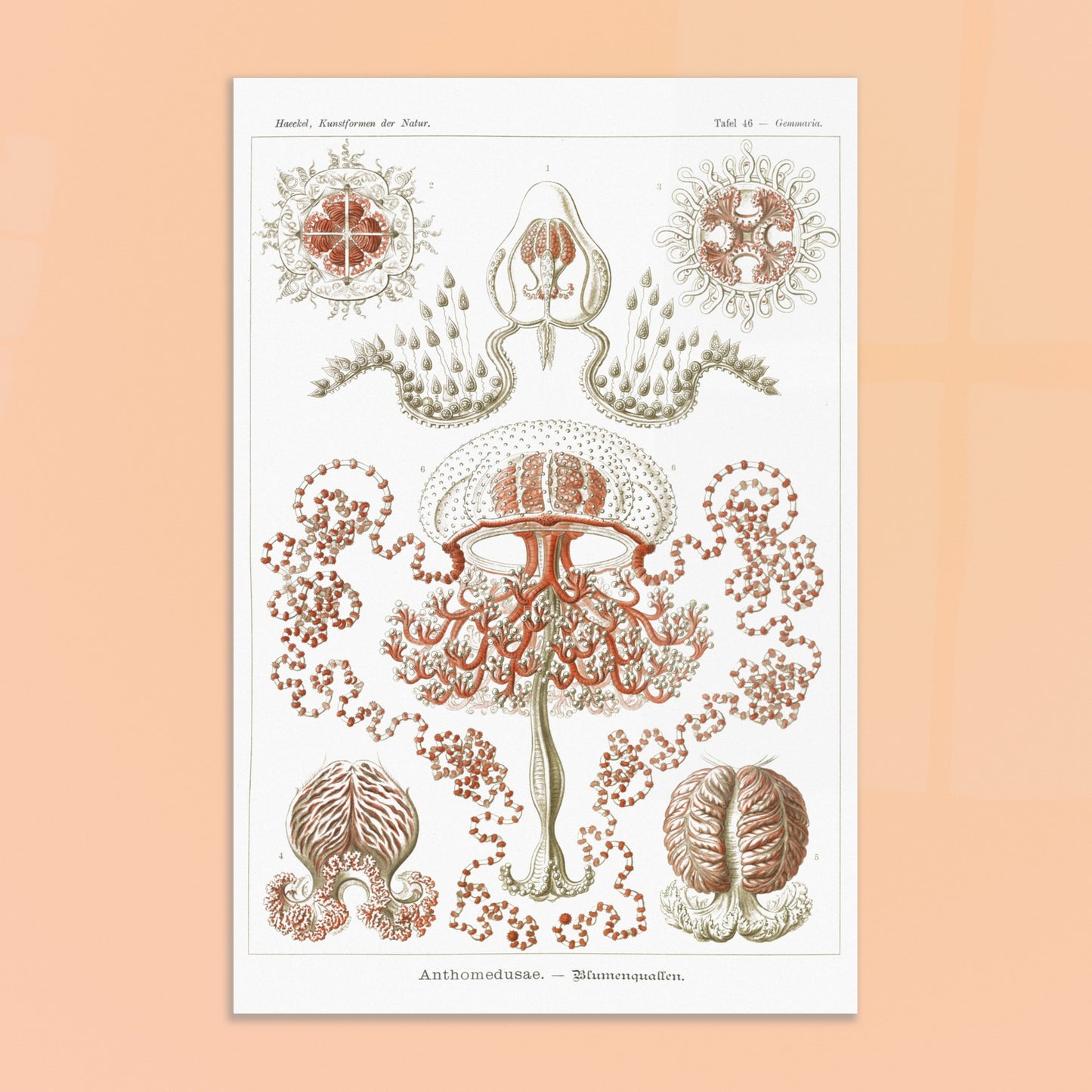 Planche naturaliste Anthomedusae par Ernst Haeckel. Planche d'illustrations naturalistes par Ernst Haeckel, montrant diverses formes de méduses florales, avec des détails anatomiques précis sur fond blanc. Image d'illustration 8