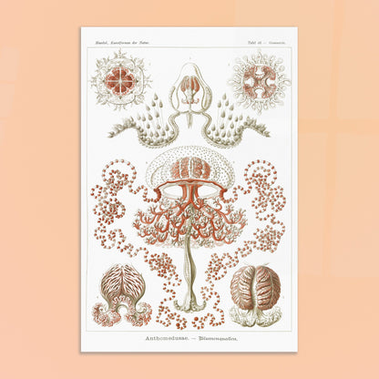Planche naturaliste Anthomedusae par Ernst Haeckel. Planche d'illustrations naturalistes par Ernst Haeckel, montrant diverses formes de méduses florales, avec des détails anatomiques précis sur fond blanc. Image d'illustration 8