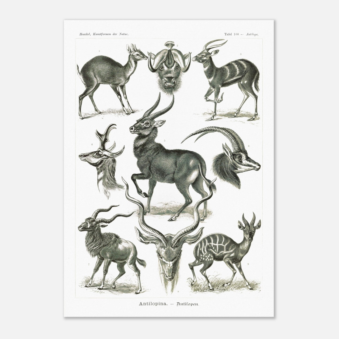 Planche naturaliste d'antilopes - Ernst Haeckel, Kunstformen der Natur (29,7x42 cm (A3)). Planche zoologique et botanique représentant plusieurs espèces d'antilopes, différentes vues de leurs têtes et corps, dans un environnement naturel.