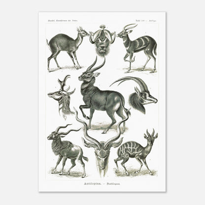Planche naturaliste d'antilopes - Ernst Haeckel, Kunstformen der Natur (29,7x42 cm (A3)). Planche zoologique et botanique représentant plusieurs espèces d'antilopes, différentes vues de leurs têtes et corps, dans un environnement naturel.